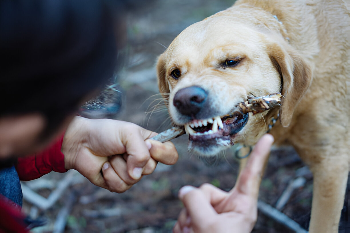 dog bite