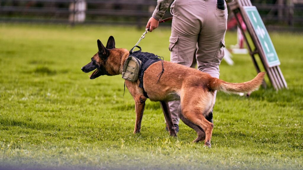 A community event hosted by animal control focusing on dog behavior and safety. — animal control dog bites