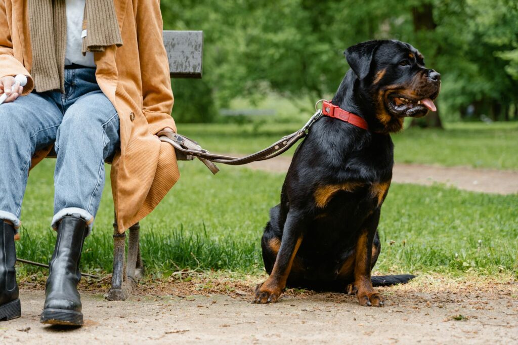 A photo of a dog owner and dog in a public park. — dog bite public place
