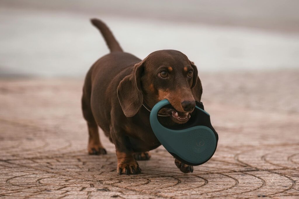 A photo of a dog with a leash, symbolizing responsibility in pet ownership. — dog bite insurance claims