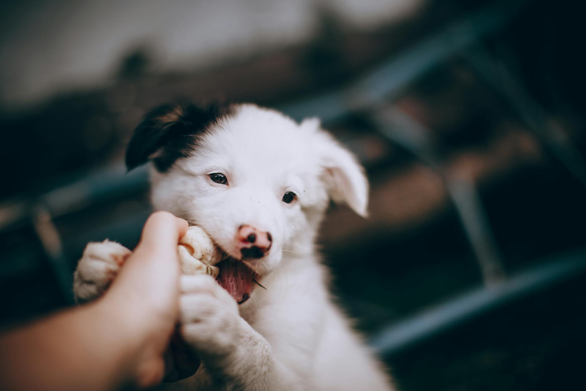 Top 5 Factors Affecting Dog Bite Injury Claims